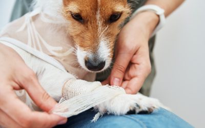 Pet Health Essentials: Building a First-Aid Kit for Your Furry Family Members