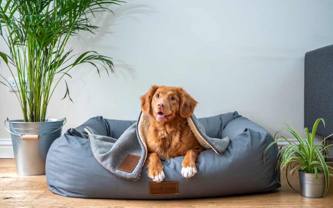The Ultimate Guide to Choosing the Right Dog Bed for Your Furry Friend