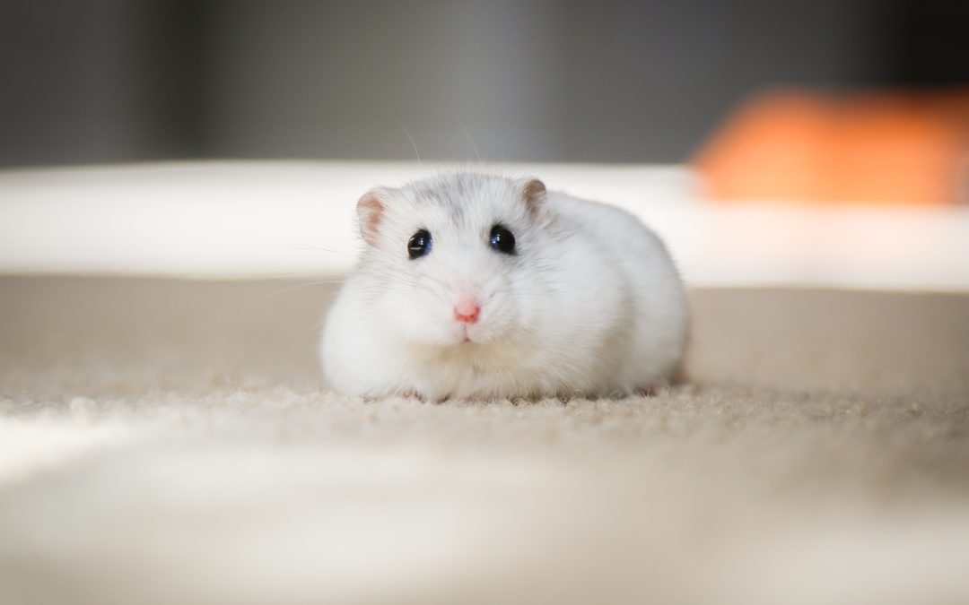 Small Pets, Big Love: Must-Have Supplies for Caring for Hamsters, Guinea Pigs, and More
