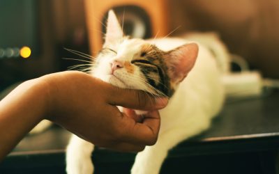 Pampering Your Purrfect Pal: Top 10 Cat Grooming Essentials Every Owner Should Have